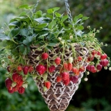 Kovrčave jagode - njega i uzgoj